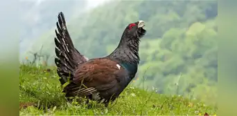 Gastaron más de 5 millones de dólares para liberar a 30 gallos en España y en seis meses solo sobrevive uno: ¿qué pasó? Gastaron más de 5 millones de dólares para liberar a 30 gallos en España y en seis meses solo sobrevive uno: ¿qué pasó?