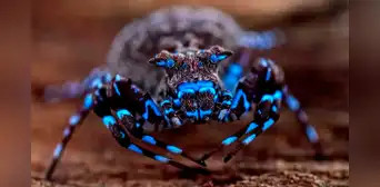 Científicos descubren nuevas especies en una 'isla' remota: libélulas, saltamontes y una araña fluorescente