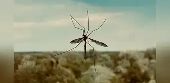 Google planea liberar en el aire a 64 millones de mosquitos infectados con bacterias, pero a los científicos no les preocupa