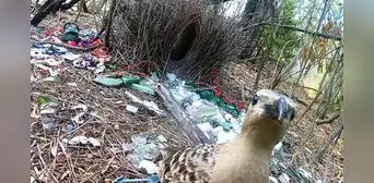 Unas aves australianas están recolectando frascos, billetes, alambres e incluso esposas para impresionar a las hembras Unas aves australianas están recolectando frascos, billetes, alambres e incluso esposas para impresionar a las hembras