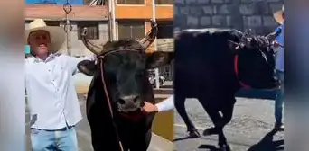 Elecciones Generales 2026: agricultor acude a votar junto a su toro de pelea de 900 kg en Arequipa Elecciones Generales 2026: agricultor acude a votar junto a su toro de pelea de 900 kg en Arequipa