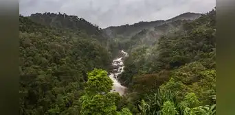 Científicos encuentran en Taiwán un árbol gigante de 84 metros que llevaba siglos oculto entre las nubes Científicos encuentran en Taiwán un árbol gigante de 84 metros que llevaba siglos oculto entre las nubes