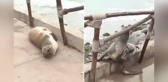 Lobo marino lucha por regresar al mar tras quedar varado en playa Los Yuyos de la Costa Verde por fuerte oleaje