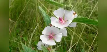 La planta medicinal que ayuda a calmar la tos en climas erráticos, alivia la indigestión y protege la piel de forma natural La planta medicinal que ayuda a calmar la tos en climas erráticos, alivia la indigestión y protege la piel de forma natural