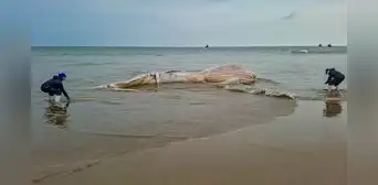 Impactante hallazgo en Tumbes: encuentran una enorme ballena jorobada de más de 14 metros en avanzado estado de descomposición Impactante hallazgo en Tumbes: encuentran una enorme ballena jorobada de más de 14 metros en avanzado estado de descomposición