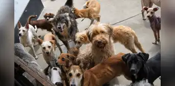 Piden al Congreso acelerar aprobación de ley para que colegios enseñen tenencia responsable de mascotas Piden al Congreso acelerar aprobación de ley para que colegios enseñen tenencia responsable de mascotas