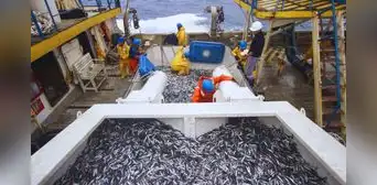 Produce suspende la pesca de anchoveta en la zona Norte-Centro ante condiciones cálidas del mar Produce suspende la pesca de anchoveta en la zona Norte-Centro ante condiciones cálidas del mar