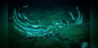 Descubren un cementerio de ballenas bajo 7 km del océano con fósiles de hace 5 millones de años: sería el más antiguo del mundo Descubren un cementerio de ballenas bajo 7 km del océano con fósiles de hace 5 millones de años: sería el más antiguo del mundo