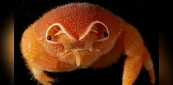 Un cangrejo esponja con 'casco' y cerca de 150 especies fueron descubiertas por exploradores submarinos Un cangrejo esponja con 'casco' y cerca de 150 especies fueron descubiertas por exploradores submarinos