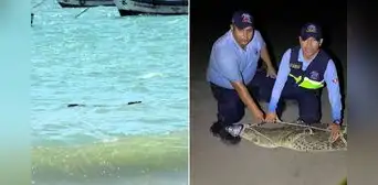 Cocodrilo de más de dos metros aparece en playa Los Órganos y causa alarma en Tumbes Cocodrilo de más de dos metros aparece en playa Los Órganos y causa alarma en Tumbes