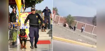 Denuncian maltrato animal en Chimbote: agentes de Serenazgo habrían causado la muerte de ‘Robin’, perro de la brigada canina