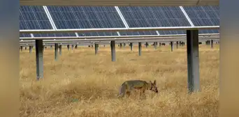 Los zorros se instalaron en una gran solar y lo convirtieron en su hábitat natural: la sombra de los paneles crearon un nuevo ecosistema