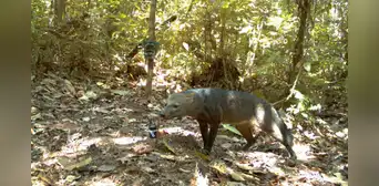 Un esquivo mamífero de la Amazonía podría ser más común de lo que los científicos creían