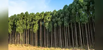 España plantó un árbol invasor hace 60 años y ahora se arrepiente: está afectando la avifauna y el ecosistema no lo soporta
