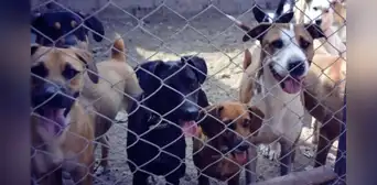 Sentencia por maltrato animal: encargada de albergue recibe 2 años y 6 meses de prisión por actos de abandono y crueldad Sentencia por maltrato animal: encargada de albergue recibe 2 años y 6 meses de prisión por actos de abandono y crueldad