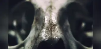 El descubrimiento en África que reescribiría la historia evolutiva humana: una tecnología para la supervivencia El descubrimiento en África que reescribiría la historia evolutiva humana: una tecnología para la supervivencia