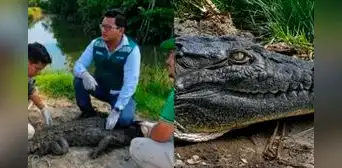 Liberan en Tumbes a cocodrilo hallado en playas de Los Órganos: especie está en peligro crítico de extinción Liberan en Tumbes a cocodrilo hallado en playas de Los Órganos: especie está en peligro crítico de extinción