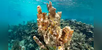 Buenas noticias en los océanos: científicos identifican 160 km² de arrecifes de coral capaces de sobrevivir a la crisis climática