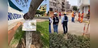 Pulmón verde en riesgo: vecinos alertan muerte de árboles trasladados por la Vía Expresa Santa Rosa
