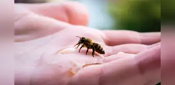 Las abejas entrenadas pueden reconocer rostros humanos: distinguen a las personas por su cara y las identifican desde distintos ángulos