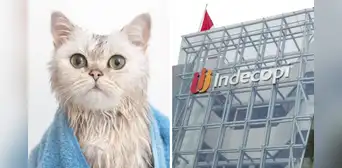 Indecopi multa a veterinaria con S/10.000 por lesionar a gato durante baño y no reportarlo a su dueña