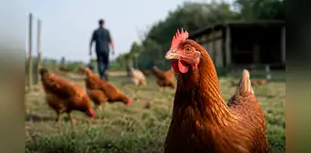 Científicos lo confirman: los pollos tienen memoria a largo plazo, resuelven problemas y anticipan lo que va a pasar Científicos lo confirman: los pollos tienen memoria a largo plazo, resuelven problemas y anticipan lo que va a pasar