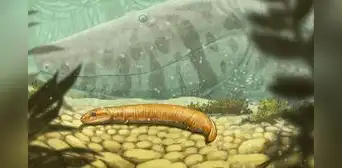 Unos fósiles de 300 millones de años revelan que los primeros animales terrestres no habría sido como los anfibios Unos fósiles de 300 millones de años revelan que los primeros animales terrestres no habría sido como los anfibios