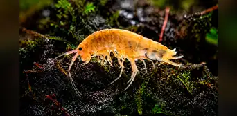 Los científicos quedaron impactados: exploran una montaña desconocida y hallan una criatura marina viviendo en pleno bosque Los científicos quedaron impactados: exploran una montaña desconocida y hallan una criatura marina viviendo en pleno bosque