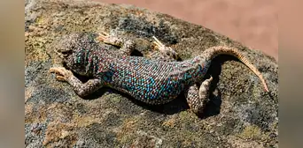 Perú suma una nueva especie: descubren una pequeña lagartija con llamativos puntos azules en el desierto de Tacna