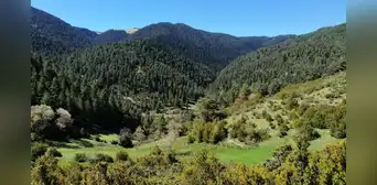 Italia plantó millones de abetos para asegurarse con madera: después de 90 años descubren que la biodiversidad se redujo a la mitad