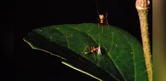 Científicos observan a una araña recién descubierta construir una trampa con resorte para atrapar a una especie de hormiga