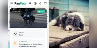 ¿Perdiste a tu mascota? Conoce la innovadora aplicación creada por un peruano que utiliza mapas y alertas para encontrar a tu engreído