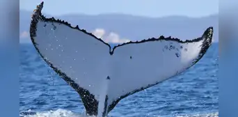 Científicos registran a dos ballenas jorobadas con un récord de migración entre Brasil y Australia