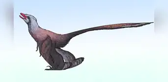 China descubre un nuevo dinosaurio con plumas: tenía 4 alas y una cola parecida a la de un pavo real