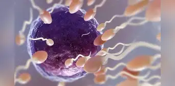 Científicos afirman que la eyaculación frecuente puede mejorar la calidad del esperma y la fertilidad