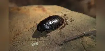 Eliminaron a miles de roedores invasores y el ecosistema respondió: insectos regresan en masa y recuperan una isla