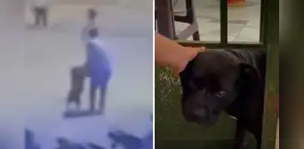 Perro American Bully escapa de sus dueños y muerde rostro de vecina en plena calle en Lambayeque