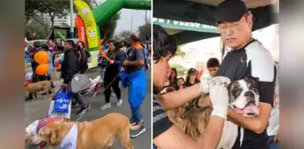 Este distrito de Lima organiza la Caminata Huellas 4K con atención veterinaria gratuita y campaña de esterilización para perros y gatos.