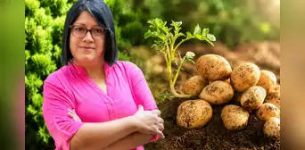 Científica peruana gana premio mundial de alimentación por crear papas biofortificadas para combatir la anemia Científica peruana gana premio mundial de alimentación por crear papas biofortificadas para combatir la anemia