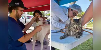 Municipalidad de Lima realizará campaña veterinaria gratuita para mascotas este 9 de julio: conoce dónde será y qué servicios ofrecerá Municipalidad de Lima realizará campaña veterinaria gratuita para mascotas este 9 de julio: conoce dónde será y qué servicios ofrecerá