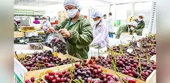 Boom agroexportador: Perú alcanza hito histórico de US$ 15.000 millones en 2025 Boom agroexportador: Perú alcanza hito histórico de US$ 15.000 millones en 2025