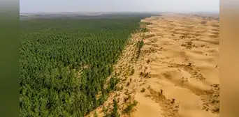 Los 66 mil millones de árboles plantados por China en la Gran Muralla Verde ahora tienen un problema: crecen más rápido que los bosques naturales