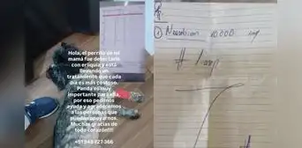 Pandita comenzó a cojear y horas después respiraba con dificultad: piden ayuda urgente para perrito Pandita comenzó a cojear y horas después respiraba con dificultad: piden ayuda urgente para perrito