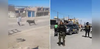 Toro escapa en Cerro Colorado y desata pánico entre vecinos: más de 10 policías participaron en su captura Toro escapa en Cerro Colorado y desata pánico entre vecinos: más de 10 policías participaron en su captura