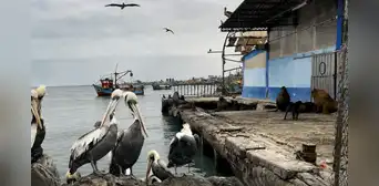 Niño Costero: pelícanos y gaviotas mueren en Pisco ante calentamiento del mar y falta de alimentos