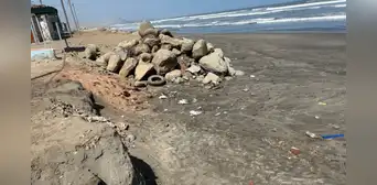 Fenómeno El Niño arrasa con la vida de aves marinas en Piura, Lambayeque y Trujillo