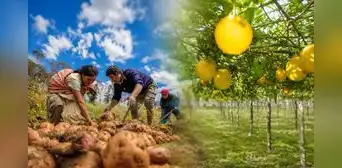Agro peruano creció 2% en mayo: ¿qué cultivos y productos impulsaron el avance de la producción?
