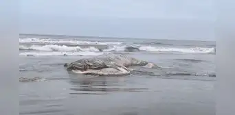 Enorme ballena jorobada de 12 metros aparece muerta en playa San José, en Lambayeque: autoridades investigan las causas Enorme ballena jorobada de 12 metros aparece muerta en playa San José, en Lambayeque: autoridades investigan las causas