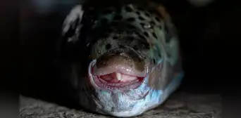 El pez con dientes capaz de cortar huesos y metal está invadiendo el Mediterráneo: Grecia ahora paga a quienes lo capturen El pez con dientes capaz de cortar huesos y metal está invadiendo el Mediterráneo: Grecia ahora paga a quienes lo capturen