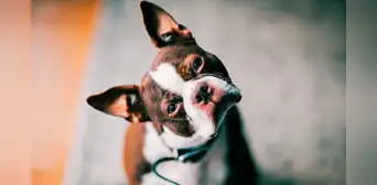 No le hables ‘normal’ a tu perro: Investigadores demuestran que su cerebro reacciona si te diriges a ellos como a un bebé No le hables ‘normal’ a tu perro: Investigadores demuestran que su cerebro reacciona si te diriges a ellos como a un bebé